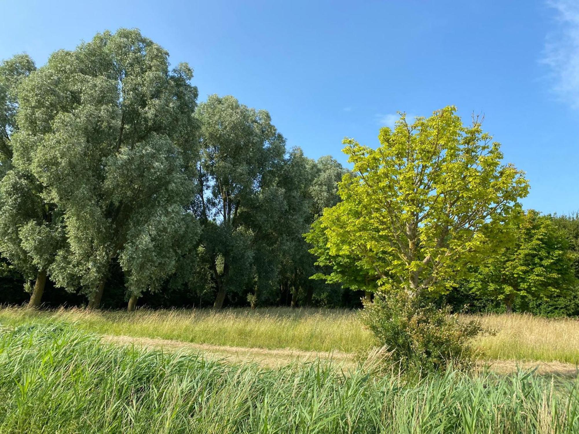 Вілла Krabbenkreek 2 Сінт-Анналанд Екстер'єр фото